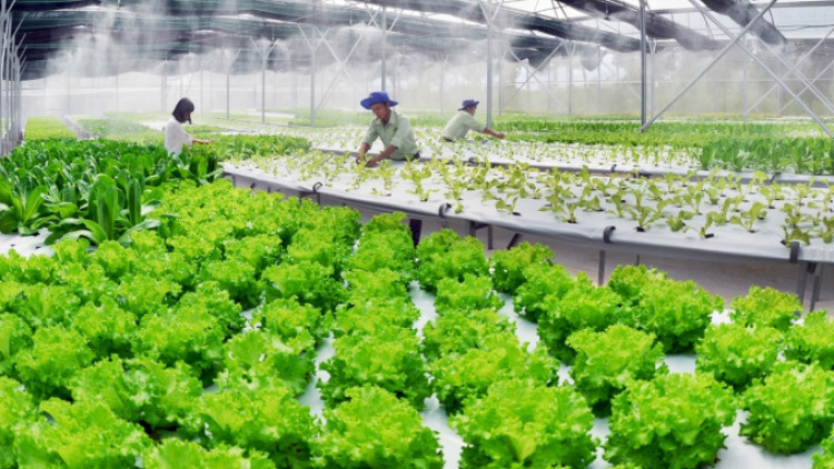Công nghệ, chìa khóa giúp gia tăng giá trị nông sản (20/05/2024)