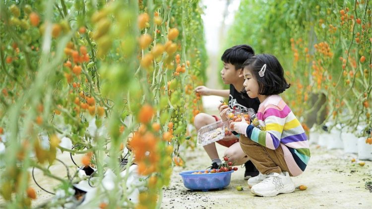 Phóng sự ảnh: Tinh khôi nông nghiệp, nông sản Măng Đen (21/5/2024)