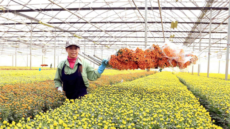 Lâm Đồng đẩy mạnh chuyển đổi số trong sản xuất, chế biến sản phẩm nông nghiệp hữu cơ (10/5/2024)