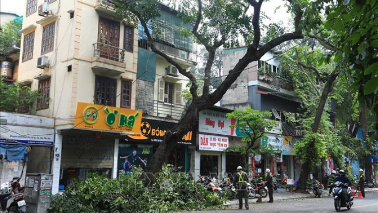 Cắt tỉa cây xanh của cơ quan chức năng Thành phố Hà Nội vào thời điểm này có hợp lý không? (26/5/2024)