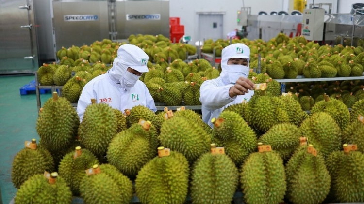 Xuất khẩu rau quả nửa đầu năm 2024 – khả quan nhưng vẫn còn nhiều thách thức (04+05/05/2024)