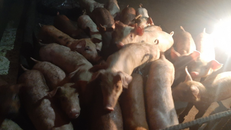 Tiền Giang: Giá thịt heo tăng cao, người chăn nuôi lo ngại dịch bệnh tả heo Châu Phi tái phát (13/06/2024)