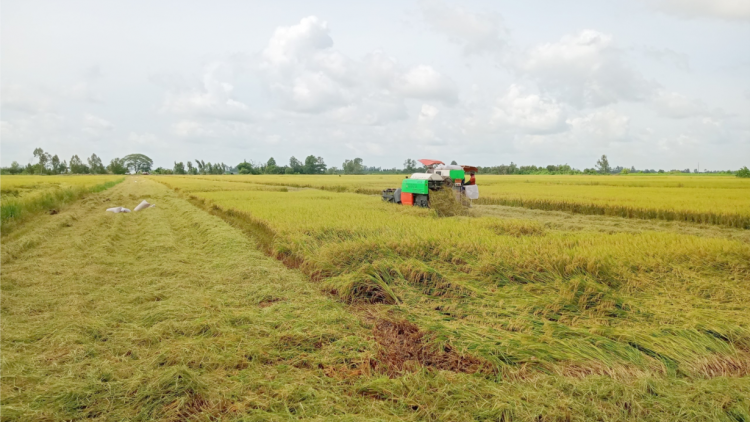 Lúa hè thu năng suất cao, giá ổn định nông dân phấn khởi (07/06/2024)