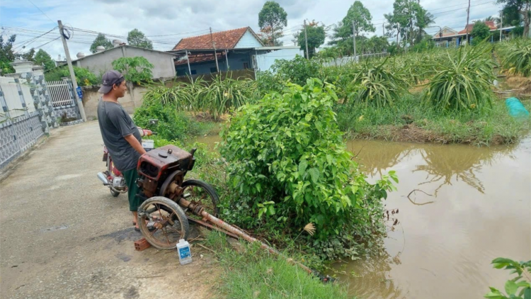 Nông dân Tiền Giang- Long An khẩn trương “cứu” vườn thanh long bị ngập nước (22/6/2024)