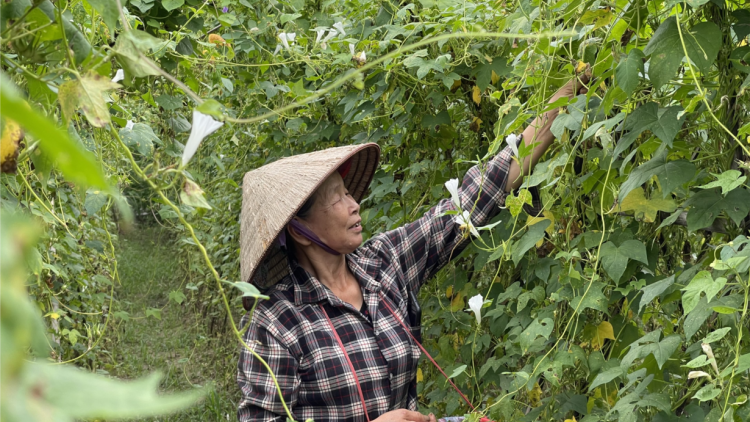 Phú Thọ: người dân trồng cây thuốc Bìm bìm thu nhập cao gần 6 lần rau màu (12/6/2024)