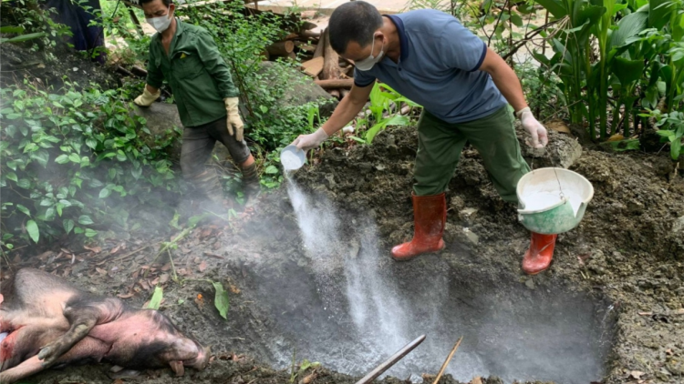 Bắc Kạn: Cần ngăn chặn tình trạng thu mua, vận chuyển lợn từ vùng dịch (10/6/2024)