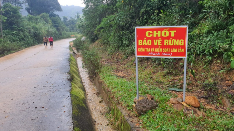 Hiệu quả từ giao khoán, bảo vệ rừng ở Bình Định (21/6/2024)