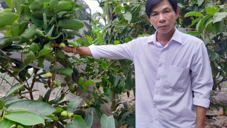 Cây mận xanh đường cho giá trị kinh tế cao (3/6/2024)