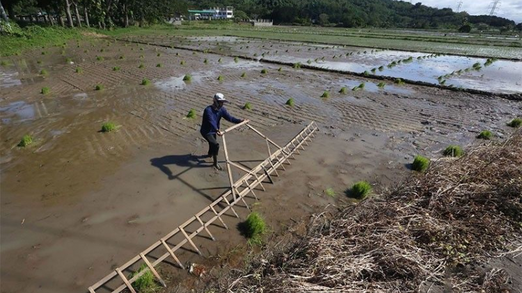 Philippines giảm thuế gạo nhập khẩu giúp hạ nhiệt lạm phát trong nước (10/07/2024)