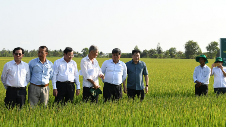 Đề án 1 triệu ha lúa chất lượng cao, phát thải thấp: Khởi tạo phương thức sản xuất nông nghiệp mới (23/07/2024)