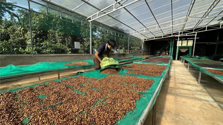 Nông nghiệp Đắk Lắk khởi sắc rõ rệt nhưng vẫn tiềm ẩn nhiều rủi ro (04/7/2024)