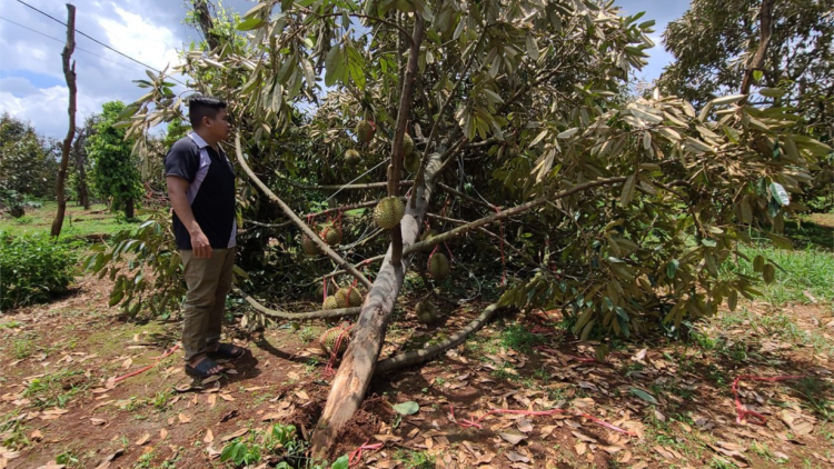Khắc phục thiệt hại những vườn sầu riêng tiền tỷ gãy đổ do giông lốc (08/07/2024)