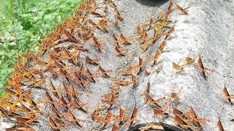 Sớm phát hiện và xử lý ngay châu chấu tre lưng vàng (02/7/2024)