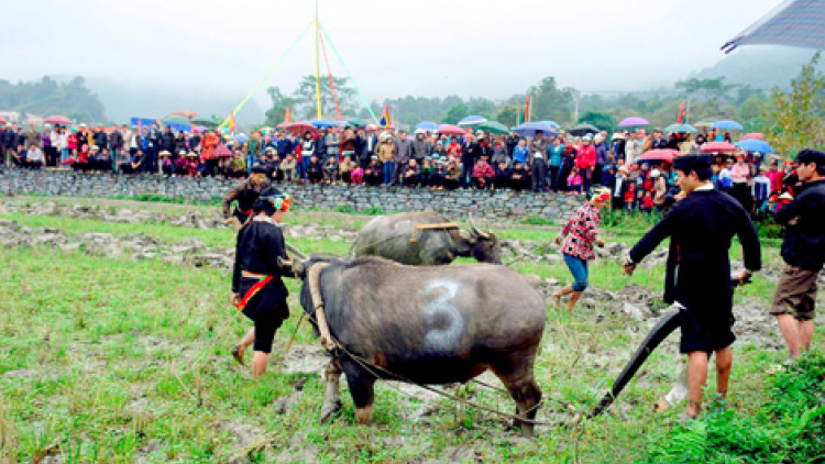 Tết "Khoăn vài" - gọi vía trâu của người Tày - Nùng (12/7/2024)