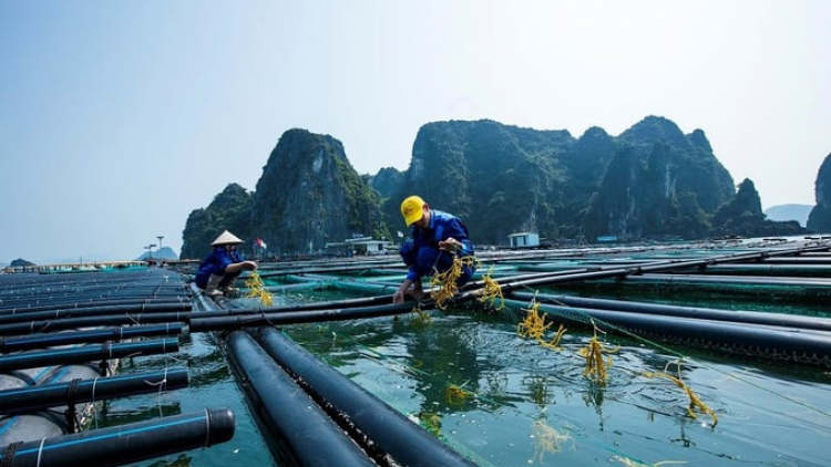 Đánh thức tiềm năng nghề nuôi rong sụn trên biển (29/07/2024)