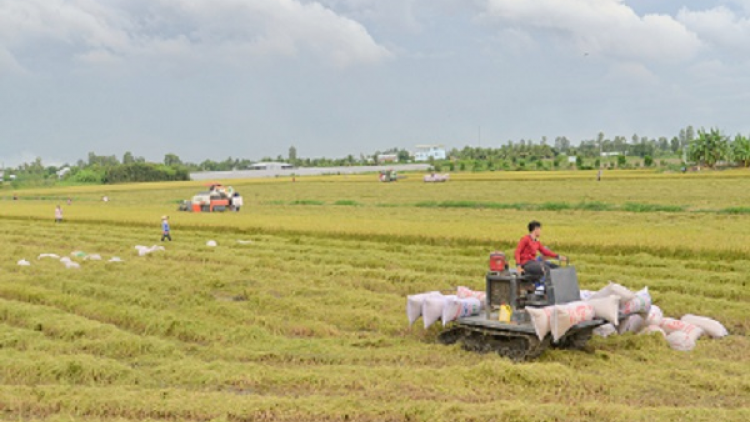 Vì sao nông sản vùng Đồng bằng sông Cửu Long phải phụ thuộc vào TP.HCM để xuất khẩu (20/08/2024)