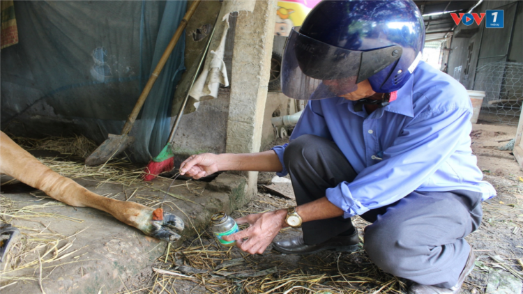 Dịch lở mồm long móng gia súc bùng phát, Quảng Trị khẩn trương tiêm vaccine phòng dịch (30/08/2024)