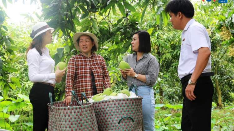 Nguồn vốn tam nông giúp nhiều hộ dân miền núi Quảng Nam thoát nghèo (24/8/2024)