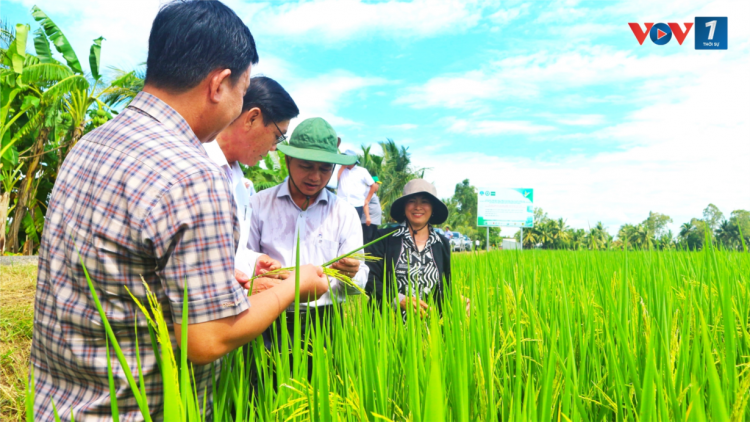 Sóc Trăng đề án “Phát triển bền vững một triệu hecta chuyên canh lúa chất lượng cao” triển khai phải bài bản, khoa học, chuyên nghiệp, hiện đại (15/8/2024)