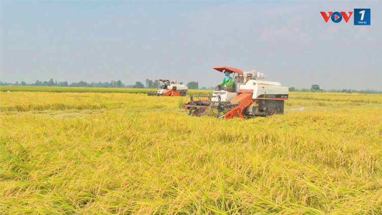 Thu hoạch lúa trong mùa mưa, những điều nông dân cần lưu ý (14/8/2024)