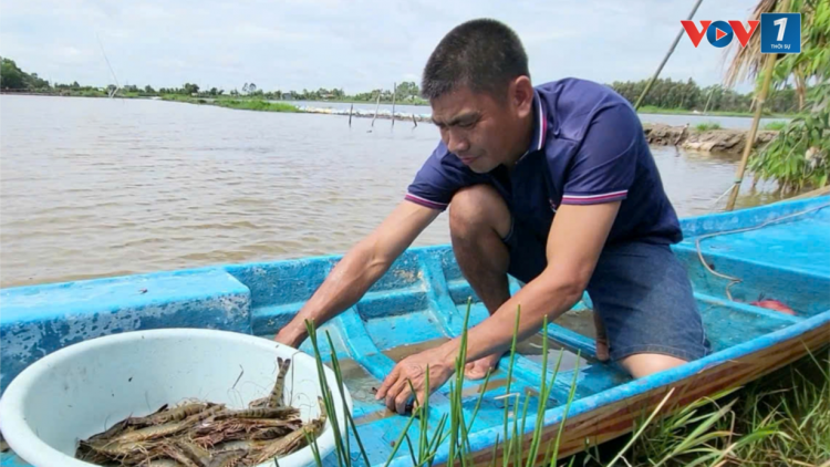 Về Hậu Giang thăm mô hình nuôi tôm “thuận thiên” (15/8/2024)