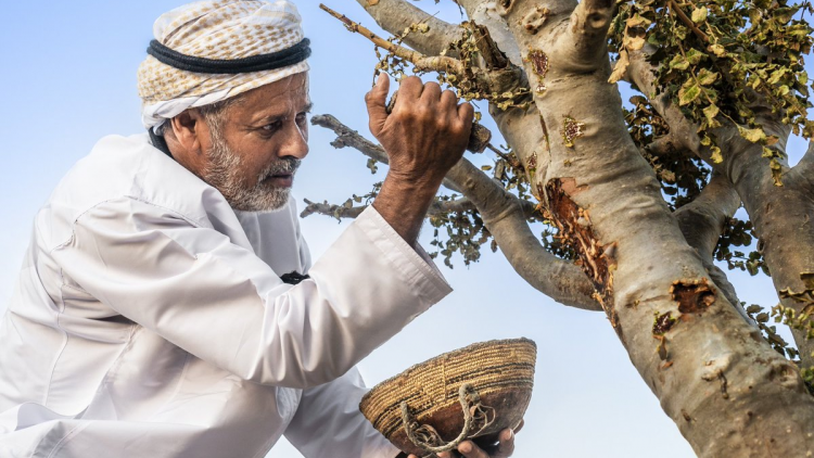 Cách trầm hương làm giàu cho di sản văn hóa và nền kinh tế Oman (24/8/2024)