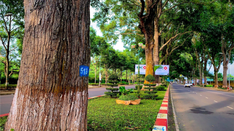 Rừng trong phố, phố trong rừng ở đô thị trăm năm tuổi (7/8/2024)