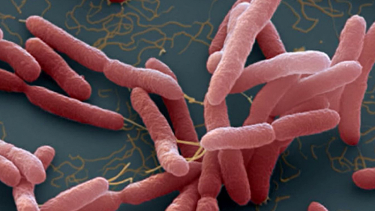 Bệnh Whitmore biến chứng nguy hiểm: tuyệt đối không chủ quan (17/09/2024)