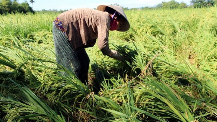 Cấp bách khôi phục sản xuất, đảm bảo đủ thực phẩm cuối năm (23/09/2024)