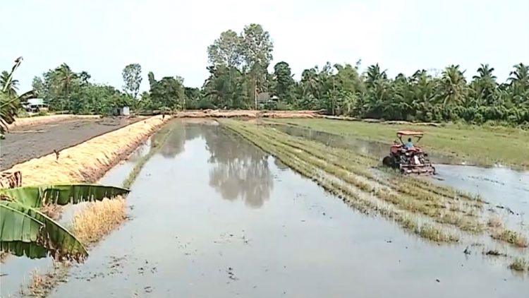 Vĩnh Long: Hiệu quả của việc xả lũ lấy phù sa ở huyện Bình Tân (20/9/2024)