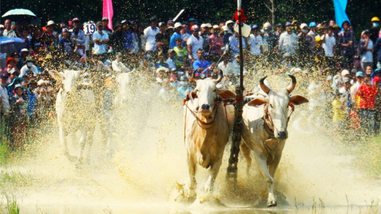 An Giang: Tưng bừng tại Khai mạc Hội Đua bò Bảy núi (29/9/2024)