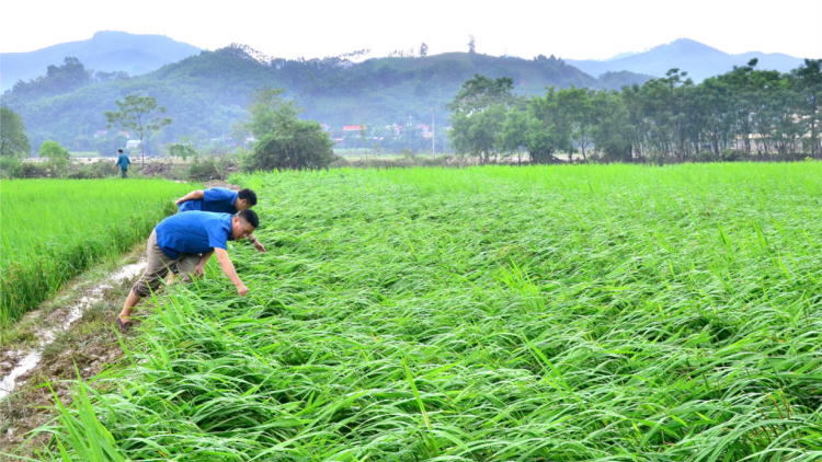 Khôi phục sản xuất nông nghiệp sau mưa lũ (19/09/2024)