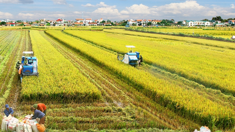 ĐBSCL: Trồng lúa giảm phát thải, hướng đến nông nghiệp xanh (16/9/2024)