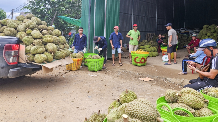 Người dân miền núi Khánh Hoà chuyển đổi canh tác theo hướng hữu cơ (01/9/2024)