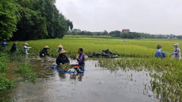 Vĩnh Phúc: Khẩn trương ổn định sản xuất sau mưa lũ (18/09/2024)