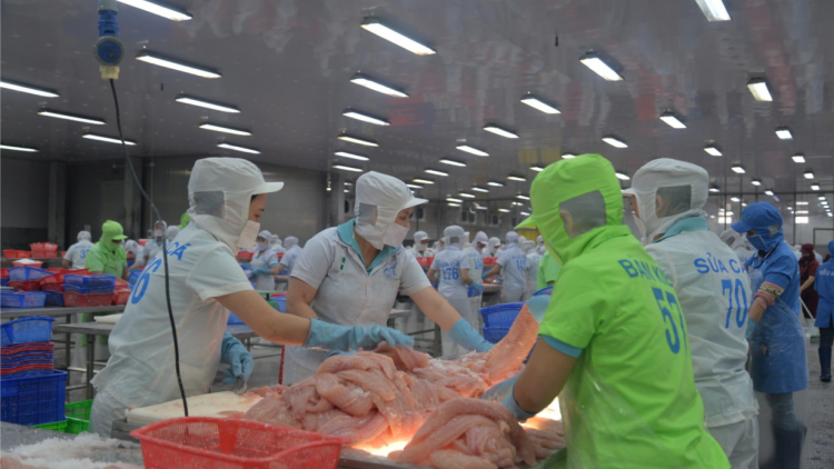 Việt Nam sắp đón đoàn kiểm tra của EU trong lĩnh vực nuôi trồng thủy sản (14/9/2024)