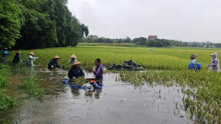 Sớm hỗ trợ nông dân khôi phục sản xuất sau mưa lũ (30/09/2024)