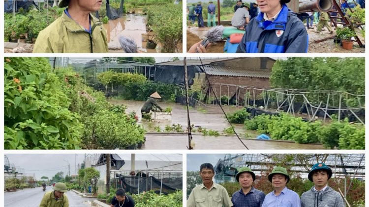 Làng hoa Xuân Quan (Hưng Yên): Phòng chống ngập úng, khôi phục sản xuất nông nghiệp chuẩn bị thị trường Tết ( Mùa Vàng 11/9/2024)