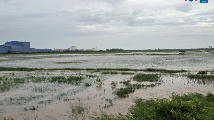Thái Bình, Nam Định có khoảng 16.000 ha lúa bị thiệt hại (8/9/2024)