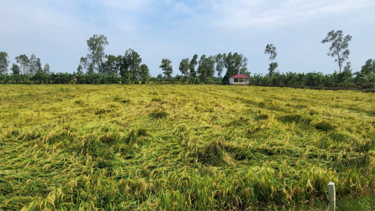 Lúa Thu Đông đổ ngã do mưa dông, nông dân Hậu Giang thiệt hại đủ đường (29/9/2024)