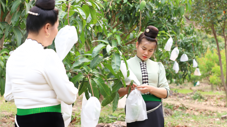 Nông nghiệp Sơn La vượt khó, vươn xa (7/1/2025)