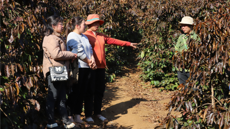 Sương muối, băng giá gây thiệt hại năng suất cà phê tại Sơn La (14/1/2025)