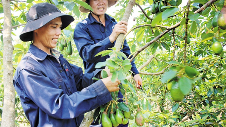 Nông dân Việt Nam: Liên kết để cùng phát triển. (11/02/2016)