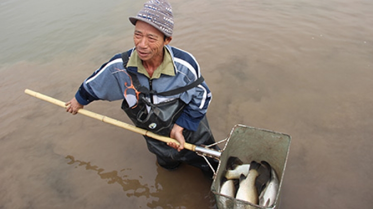 Xóa sổ hàng trăm ha nuôi cá vược ở Thái Bình vì rét. (02/02/2016)