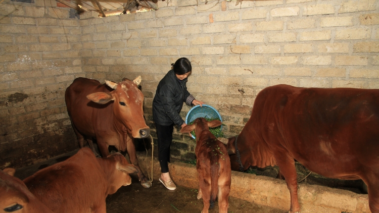 Duy trì phát triển đàn gia súc sau đợt rét. (02/3/2016)