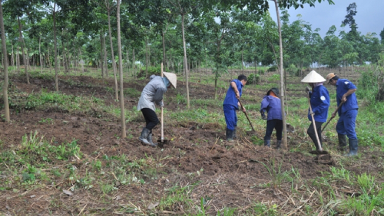 Nông nghiệp và nông thôn ngày 23/12/2014: Dư thừa lao động sau khi góp đất trồng cây cao su ở Tây Bắc.