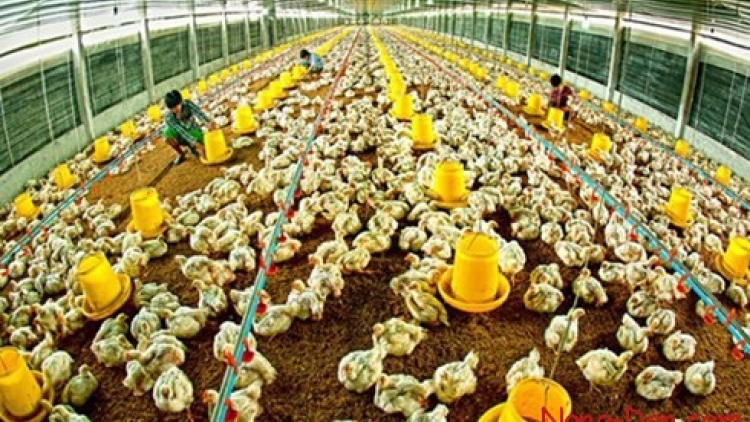 Gia nhập TPP: Chăn nuôi Việt Nam còn 10 năm để cải thiện. (13/3/2016)