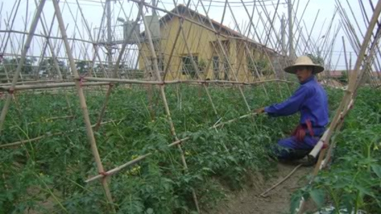 Ngộ độc thực phẩm và câu chuyện rau hai luống. (05/01/2016)