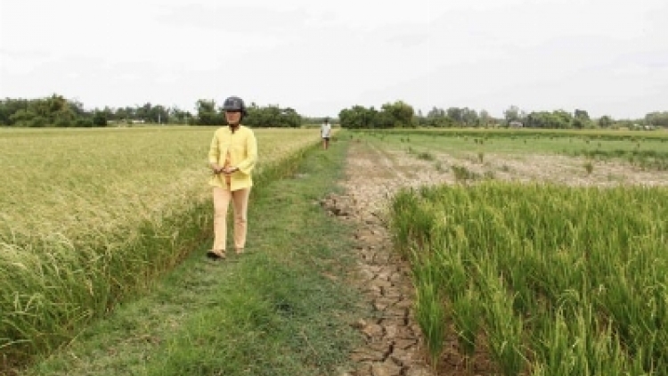 Đồng bằng sông Cửu Long khó khăn trong chuyển đổi diện tích đất lúa kém hiệu quả. (27/3/2016)