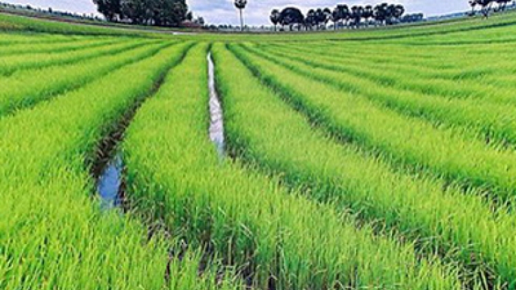Quản lý cỏ dại tổng hợp trên lúa xuân. (06/01/2016)